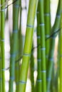 Bright green bamboo stems background Royalty Free Stock Photo