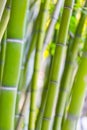 Bright green bamboo stems background Royalty Free Stock Photo