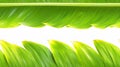 Bright Green Banana Leaf Frame on White Royalty Free Stock Photo