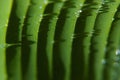 Bright green banana leaf with vertical stripes of dew in sunlight with shine glare, shadows and reflections in row, closeup.