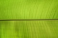 Bright green banana tree leaf close-up, leaf texture and structure Royalty Free Stock Photo