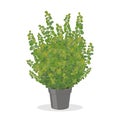 Bright green barberry bush growing in the pot