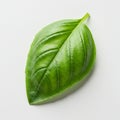 Bright green basil leaf (Ocimum basilicum) on a white background, displaying a smooth Royalty Free Stock Photo