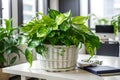 Bright green Epipremnum aureum in a white basket on the office table