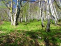 beech and maple forest in spring with lush vegetation covering the ground Royalty Free Stock Photo
