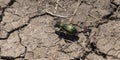 A green beetle on dry land Royalty Free Stock Photo