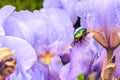 Rose Chafer Cetonia aurata nectaring on a flower