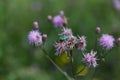 Bright green beetle on wildflowers