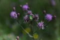 Bright green beetle on wildflowers