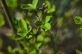 Bright Green Berberis thunbergii macro shot on a meadow