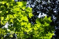 Bright green Bigleaf Maple Acer macrophyllum foliage in the forests of Santa Cruz mountains, California