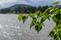 Bright green birch leaves on branch, backdrop of a river lake forest mountain in summer sunlight Royalty Free Stock Photo