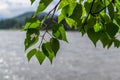 Bright green birch leaves on branch, backdrop of a river lake forest mountain in summer sunlight, coastline Royalty Free Stock Photo