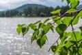 bright green birch leaves on branch, backdrop of a river lake forest mountain in summer sunlight, coastline Royalty Free Stock Photo