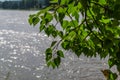 bright green birch leaves on branch, background of a river lake in summer sunlight, coast Royalty Free Stock Photo