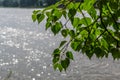 bright green birch leaves on branch, background of river lake in summer sunlight, coast Royalty Free Stock Photo