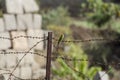 Bright green bird on the barbwire Royalty Free Stock Photo