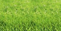 Bright green blades of grass in a public park - colorful wide defocused background concept with copy space