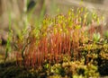 Bright green blossom of forest moss in spring