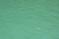 Bright green blue surface of ocean with single floating leaf