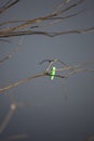 Bright Green Bobber