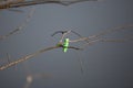 Bright Green Bobber Royalty Free Stock Photo