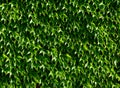 Bright green Boston Ivy waxy leaves with dense foliage with white shine