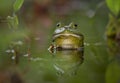 bright green bullfrog sitting in a pond waiting for a bug to eat