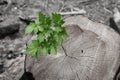 Bright green bush grass stained base stump tree contrast copy space