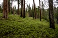 Bright Green Bushes Carpet The Forest Floor Around Lodgepole Pines