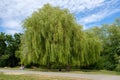 A bright green bushy tree, Hampstead heath, UK