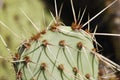 Bright green cactus close up Royalty Free Stock Photo