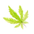 Green cannabis indica leaf painted in watercolor. Hand drawn marijuana illustration isolated on white background Royalty Free Stock Photo