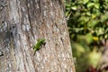 A bright green Carolina Anole lizard on a tree in a Royalty Free Stock Photo