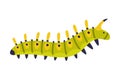 Bright Green Caterpillar as Larval Stage of Insect Crawling and Creeping Vector Illustration Royalty Free Stock Photo