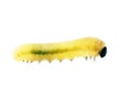 Bright green caterpillar close-up Royalty Free Stock Photo