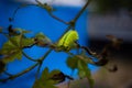 A bright green caterpillar making his way to the food. Royalty Free Stock Photo