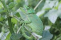 Bright green Chameleon with open mouth