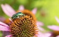 Bright green Chapfer on a flower of Echinacea