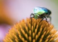 Bright green Chapfer on a flower of Echinacea