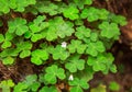 Bright green clover plant in the forest