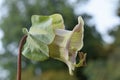 The bright green Cobaea scandens flower, macro, bokeh background