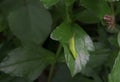 A bright green color grasshopper is sitting on top of a leaf Royalty Free Stock Photo