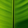 The bright green color indicates a healthy well hydrated leaf Royalty Free Stock Photo