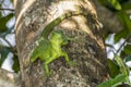 Emerald Basilisk Lizard on Tree