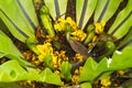 A bright green, common Asian fern, with fallen yellow tree flowers and leaves inside, in a lush Thai garden. Royalty Free Stock Photo