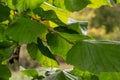 Bright green common hazel leaves on delicate branches beautifully backlit in a woodland