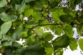 Bright green common hazel leaves on delicate branches beautifully backlit in a woodland