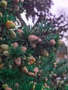 A bright green conifer branch with an abundance of bright small cones.