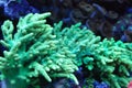 Bright green coral reef plant